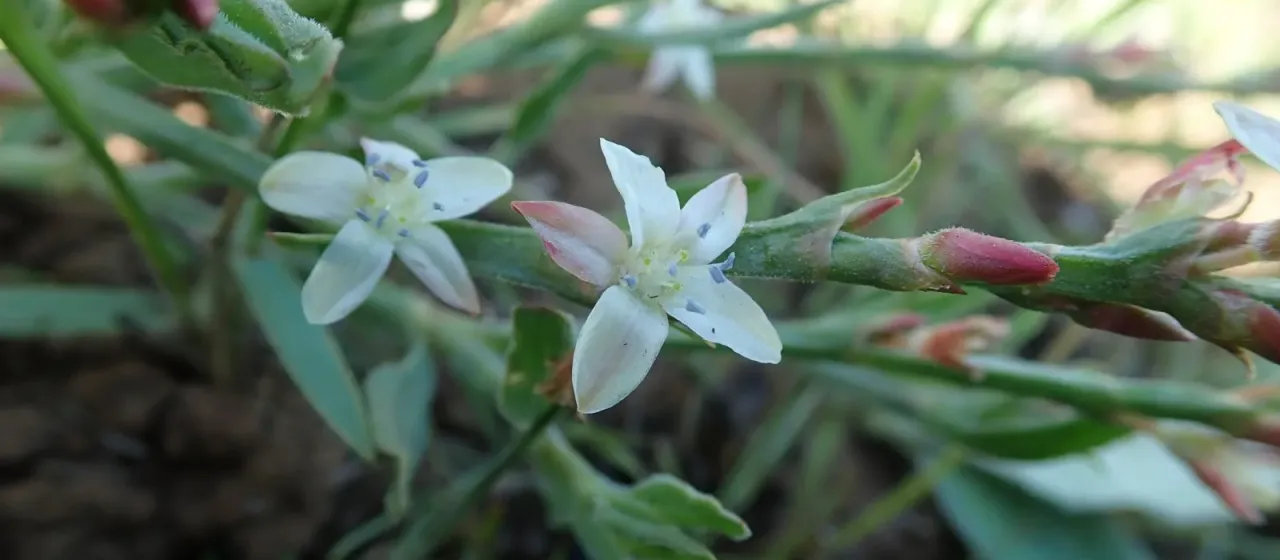 Oxygonum dregeanum