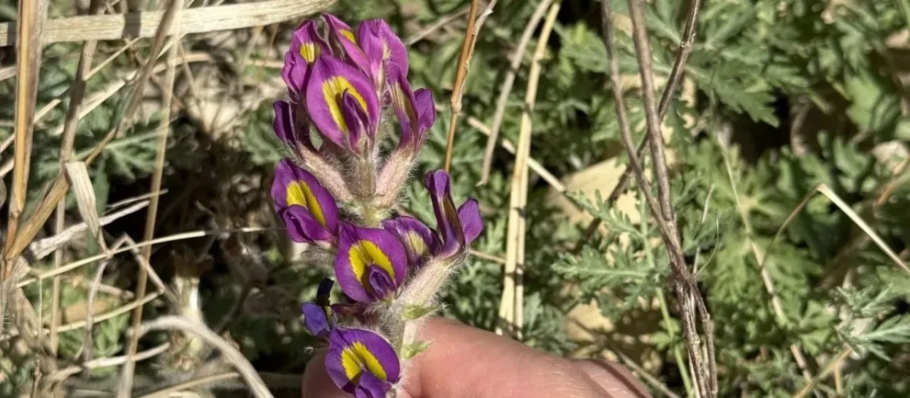 Two-colored oxytrope