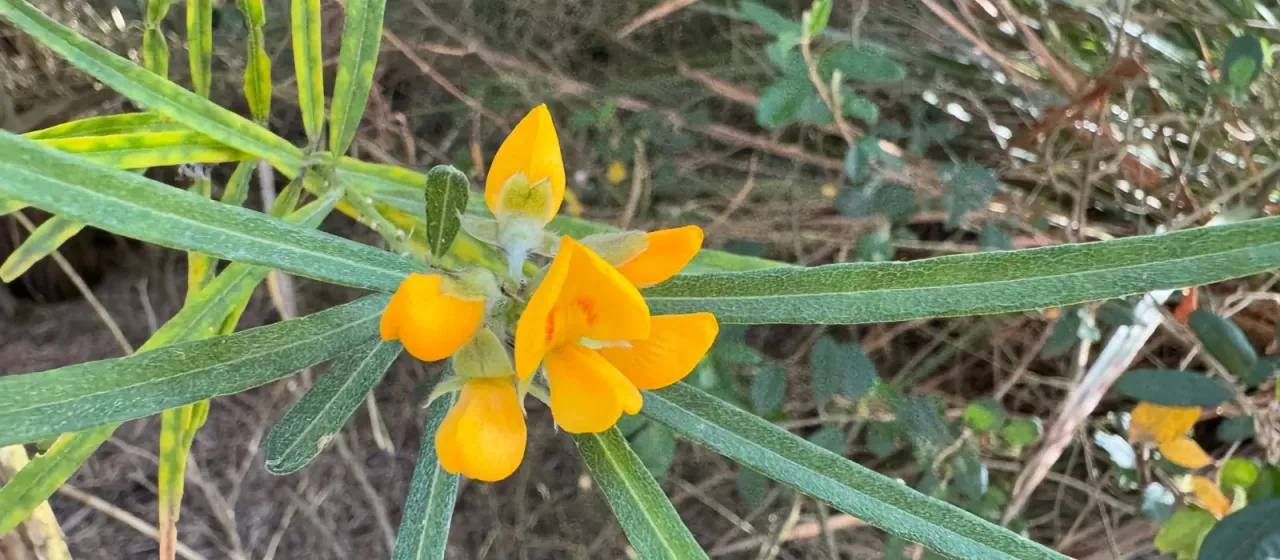 Oxylobium callistachys