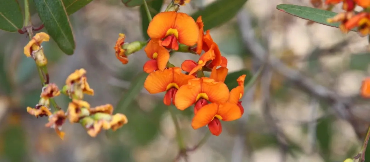 Oxylobium racemosum