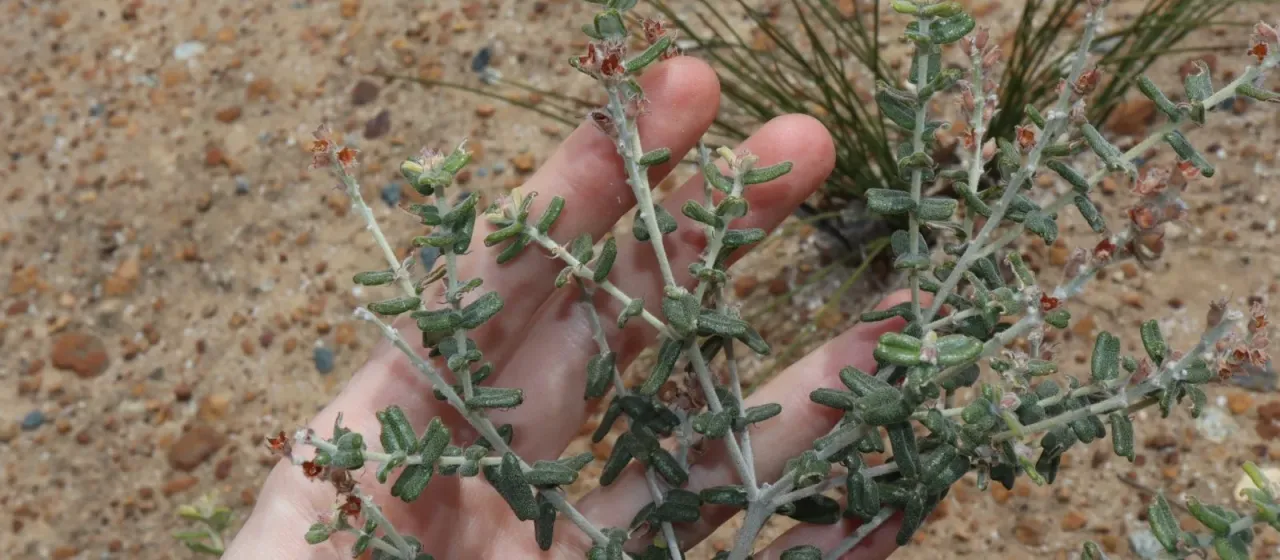 Oxylobium tetragonophyllum