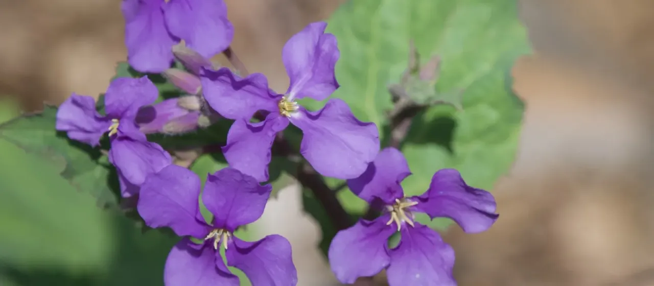 Purple wood violet