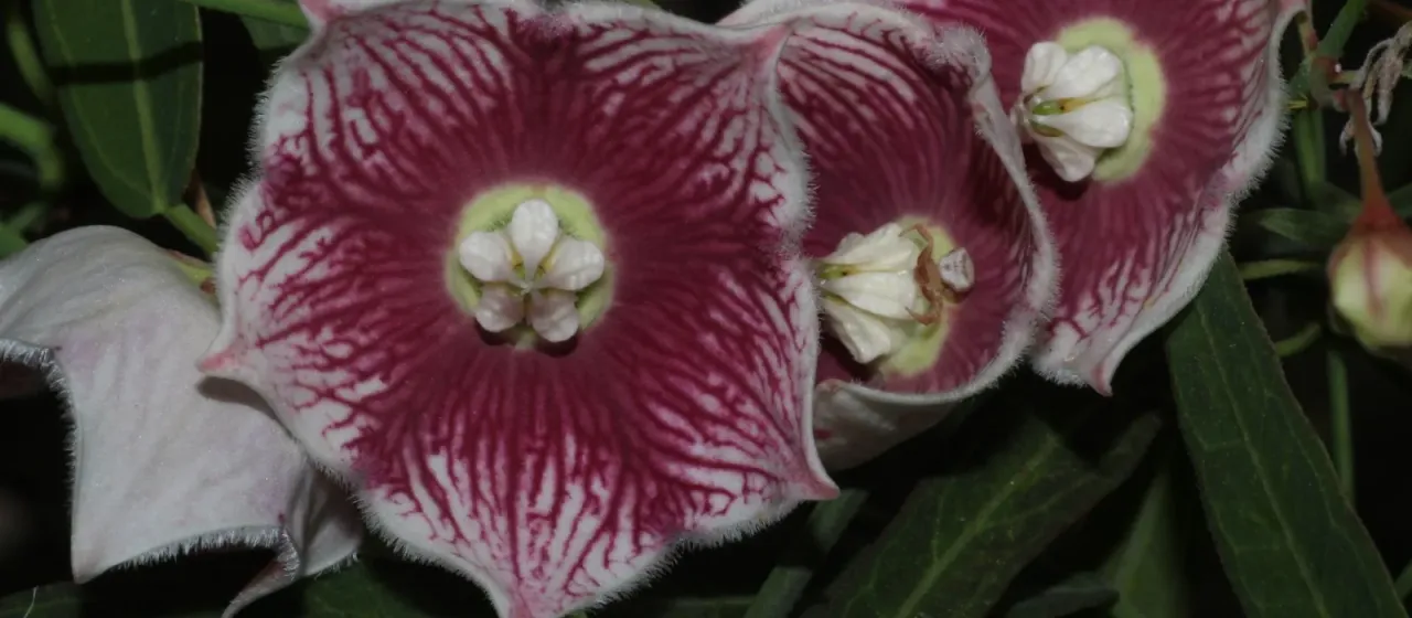 Sarcostemma secamone