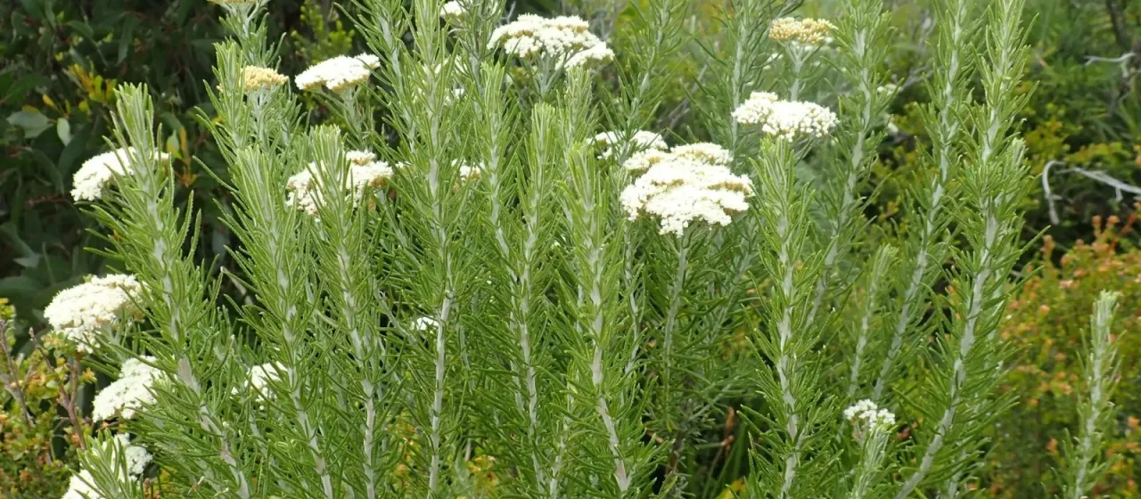 Ozothamnus rosmarinifolius