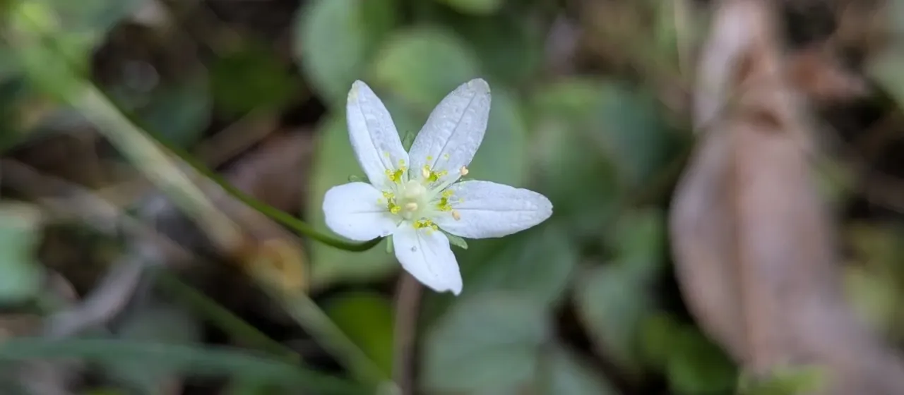 Marsh grass of Parnassus