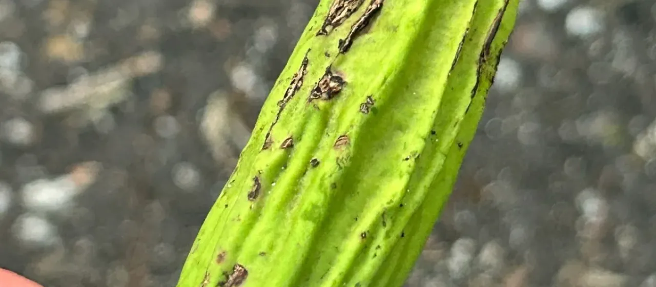 Parmentiera aculeata