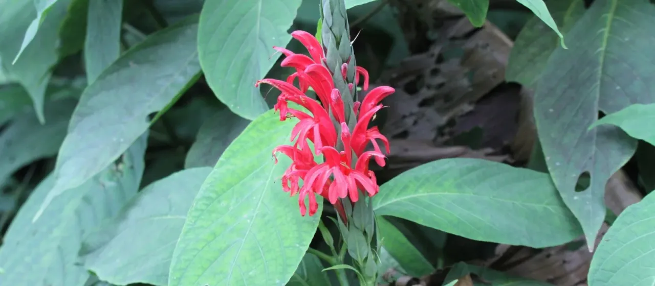 Pachystachys coccinea