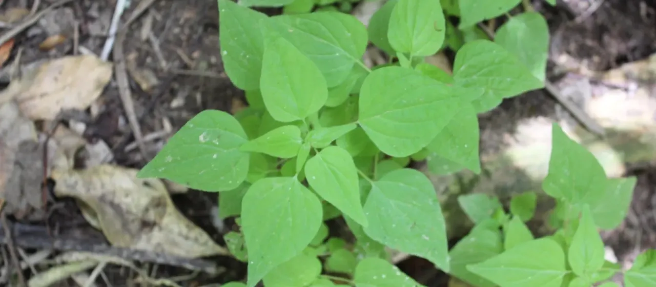 Small-flowered pellitory