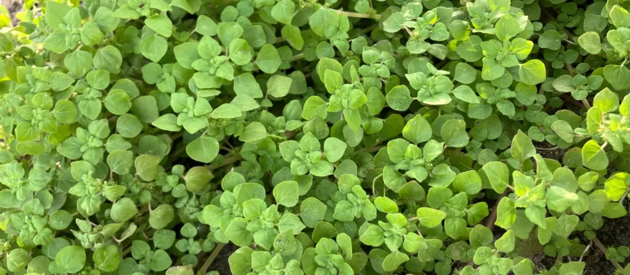 Parietaria nummularia