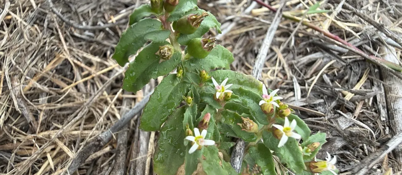 Pratia concolor