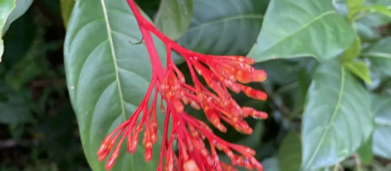 Palicourea crocea
