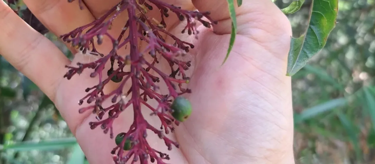 Palicourea longipedunculata