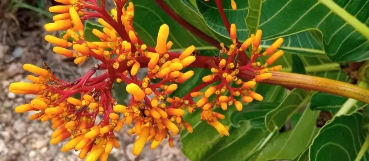 Palicourea rigida