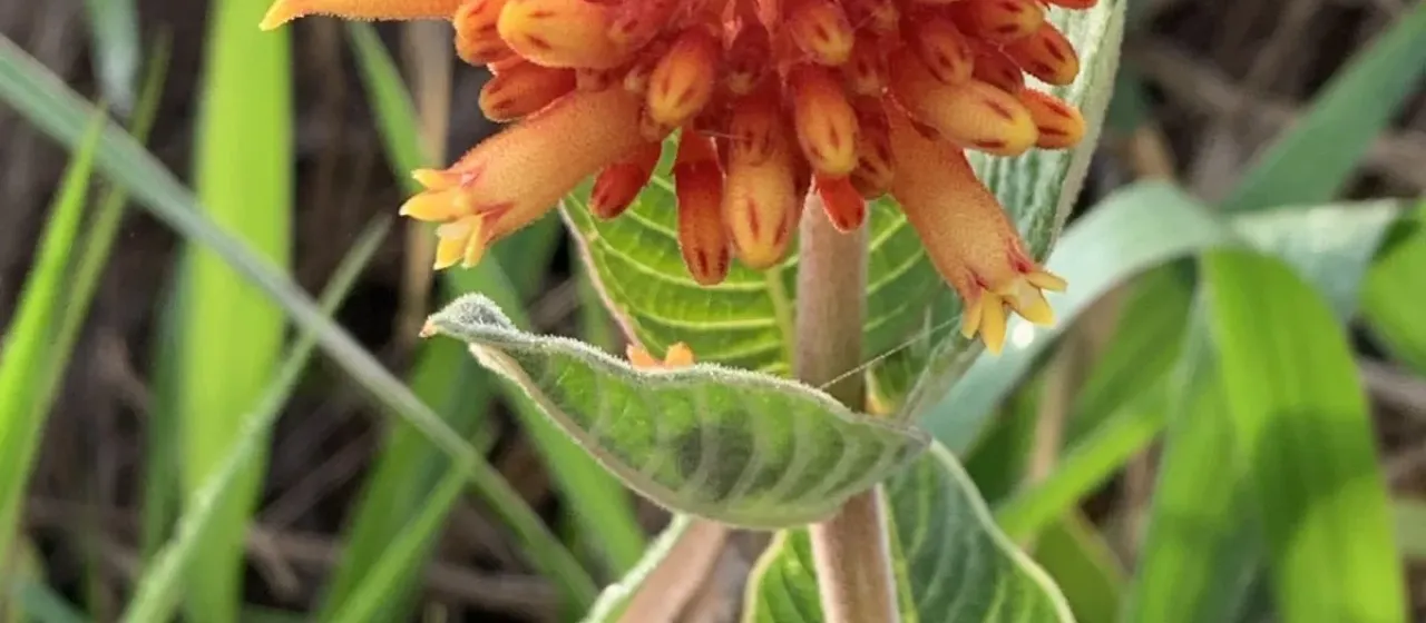 Palicourea squarrosa