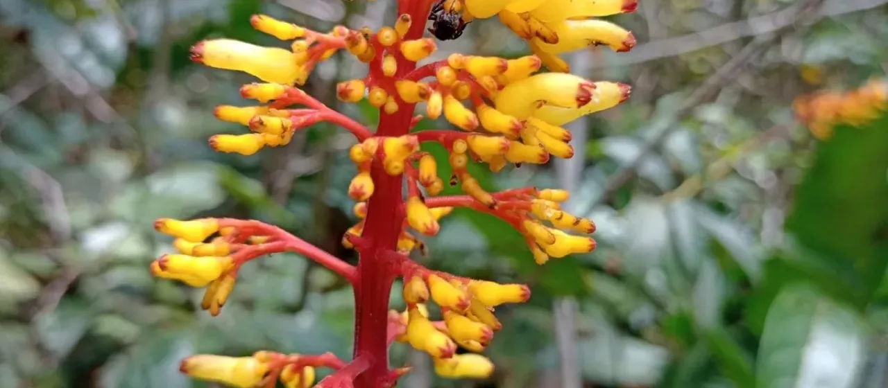 Palicourea triphylla