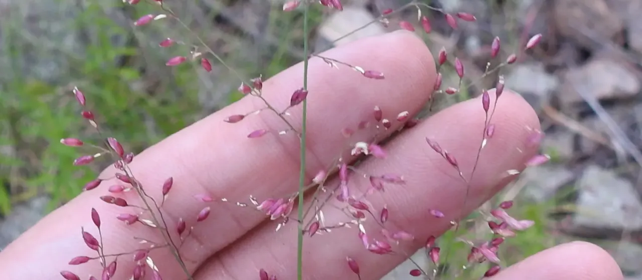 Zuloagaea bulbosa
