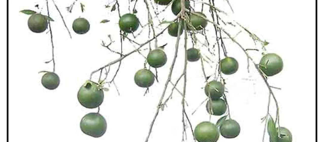 Citrus papillaris