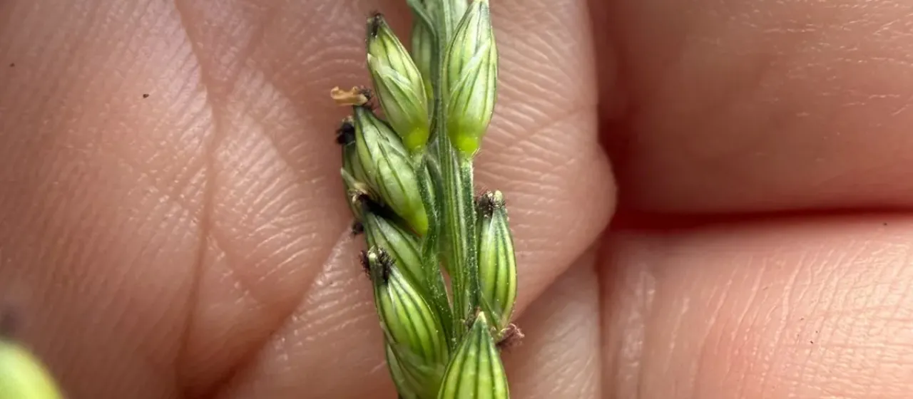 Texas millet