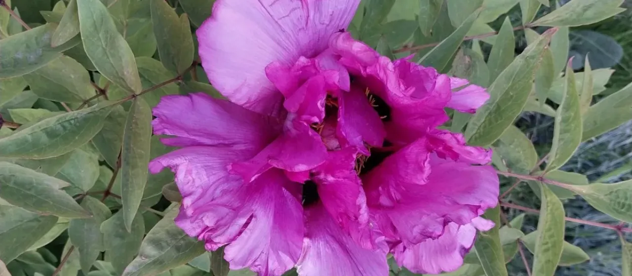 Tree peony
