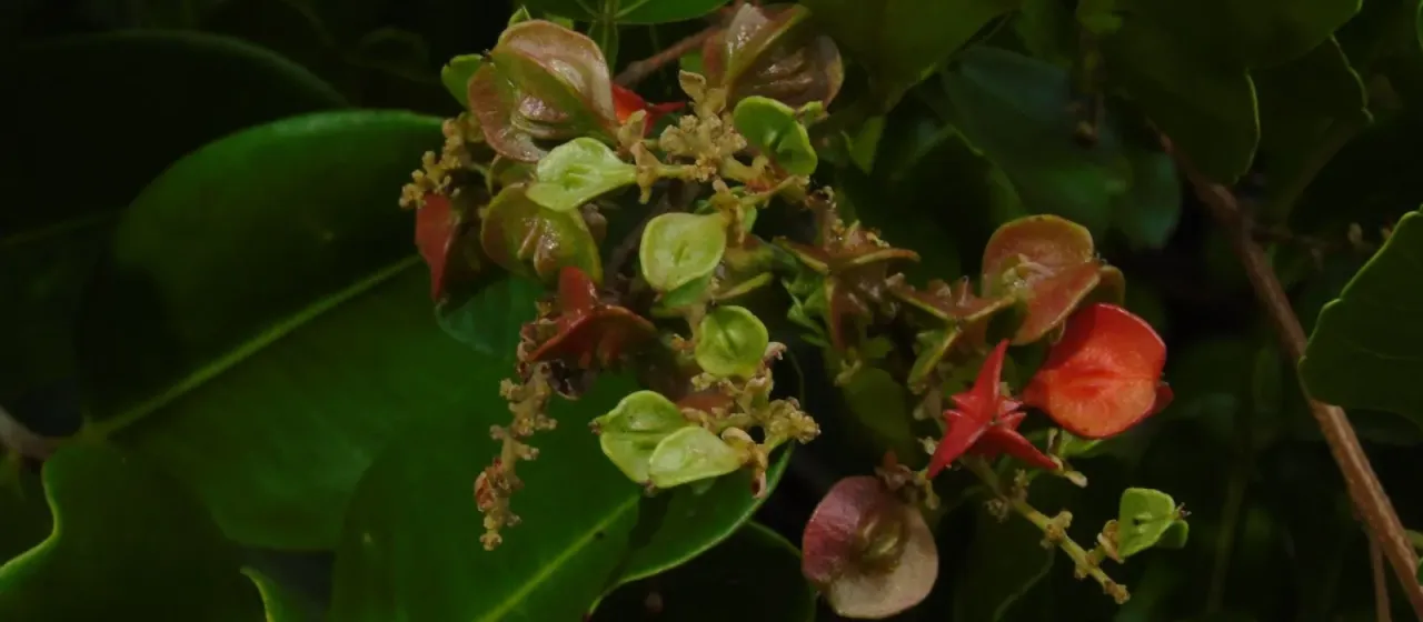 Paullinia fuscescens