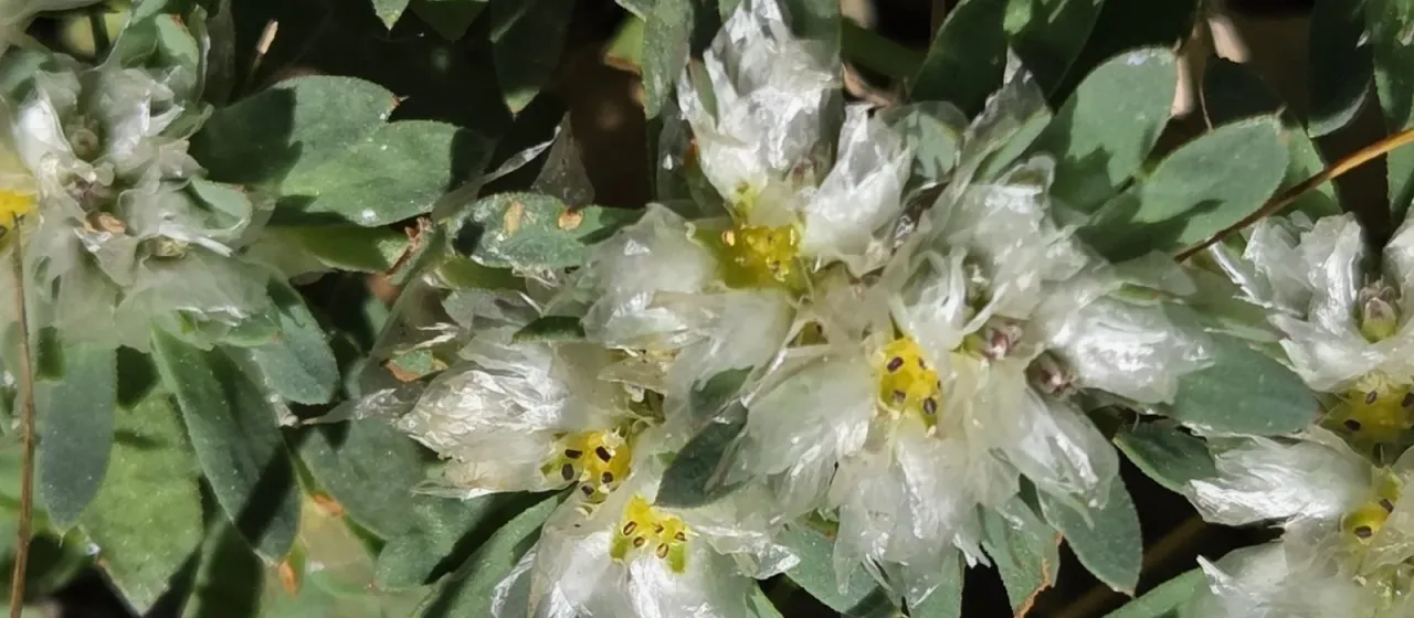 Silver nailwort