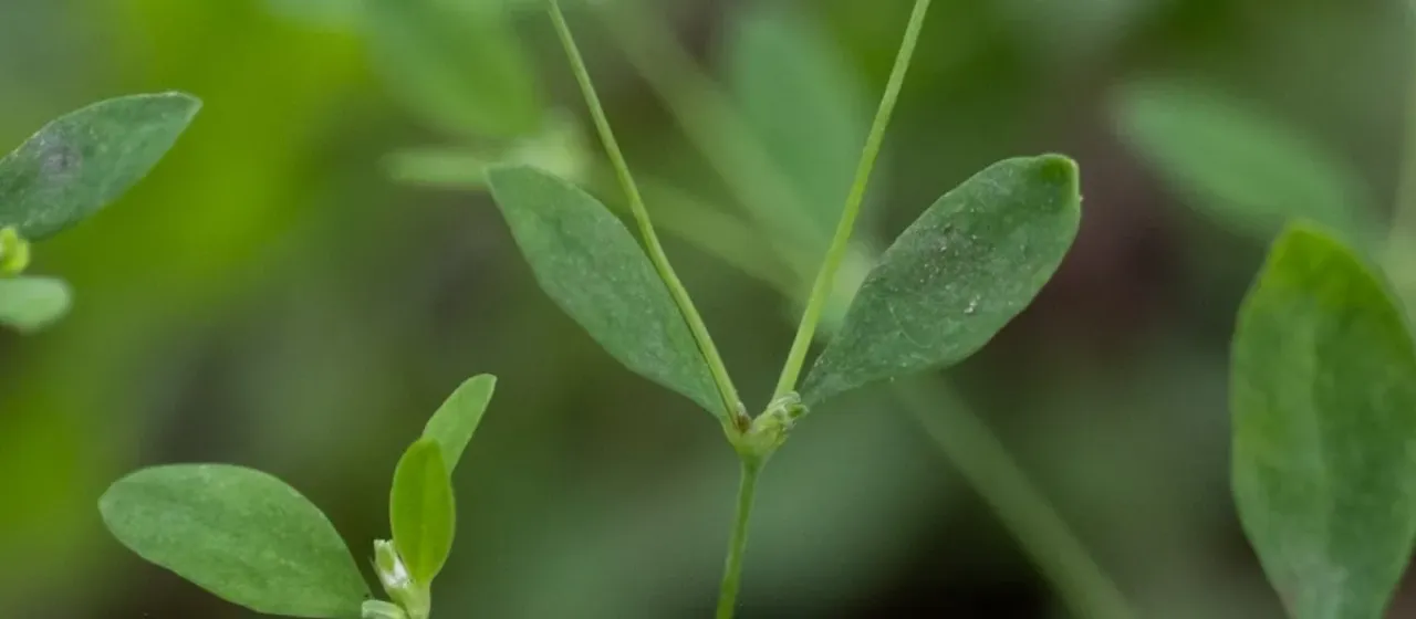 Smooth forked nailwort
