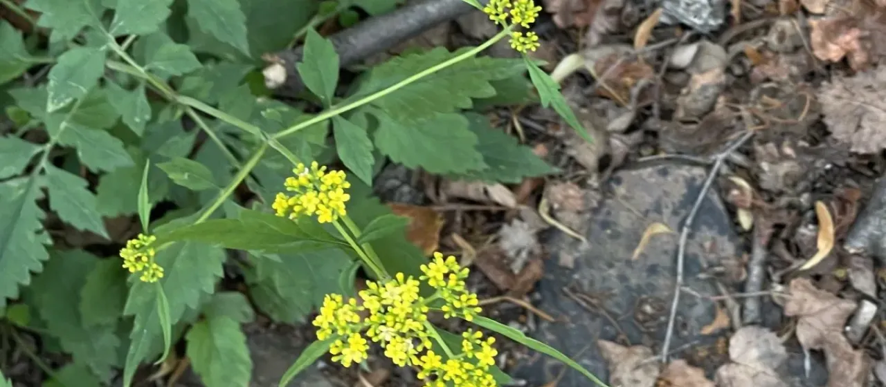 Patrinia heterophylla
