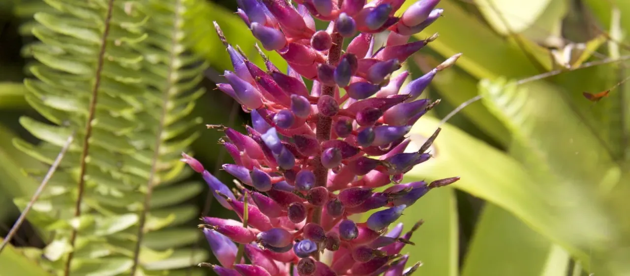 Aechmea fendleri