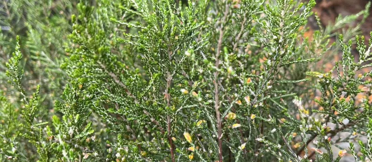 Mountain Passerina
