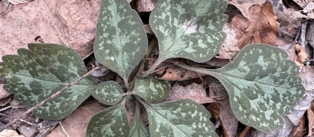 Allegheny spurge