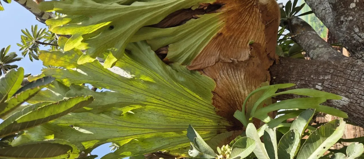 Staghorn fern