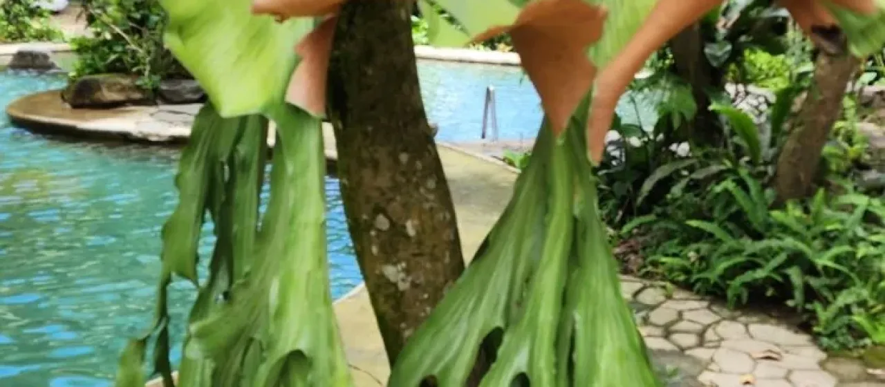 Platycerium grande