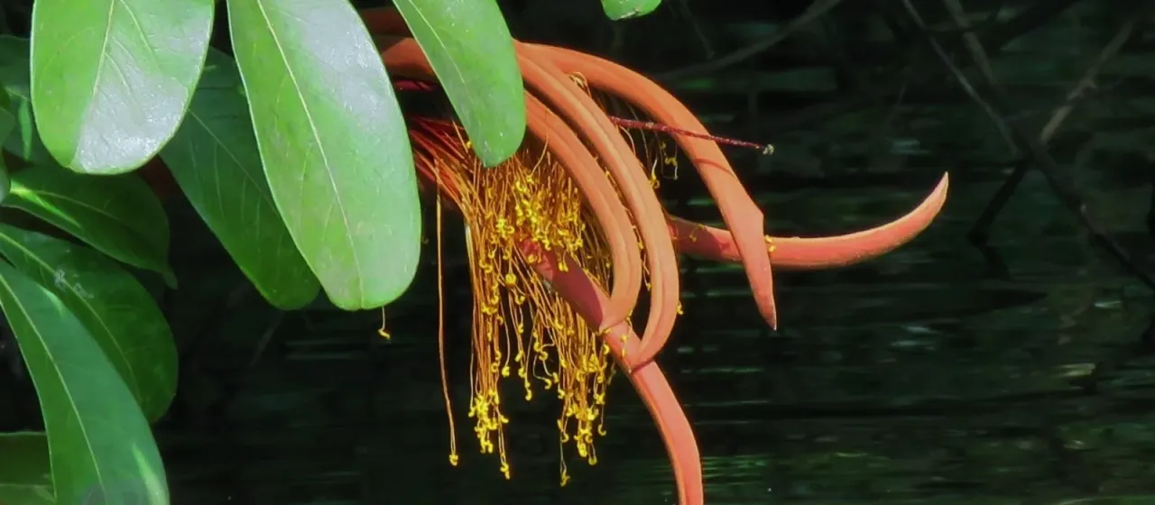 Pachira insignis