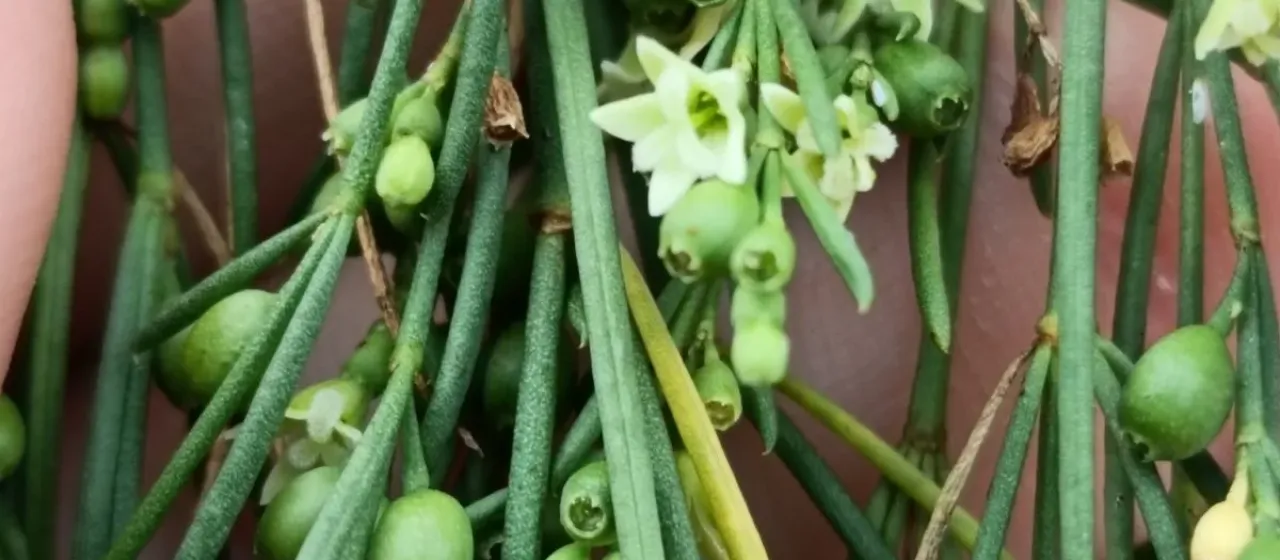 Плокама поникающая