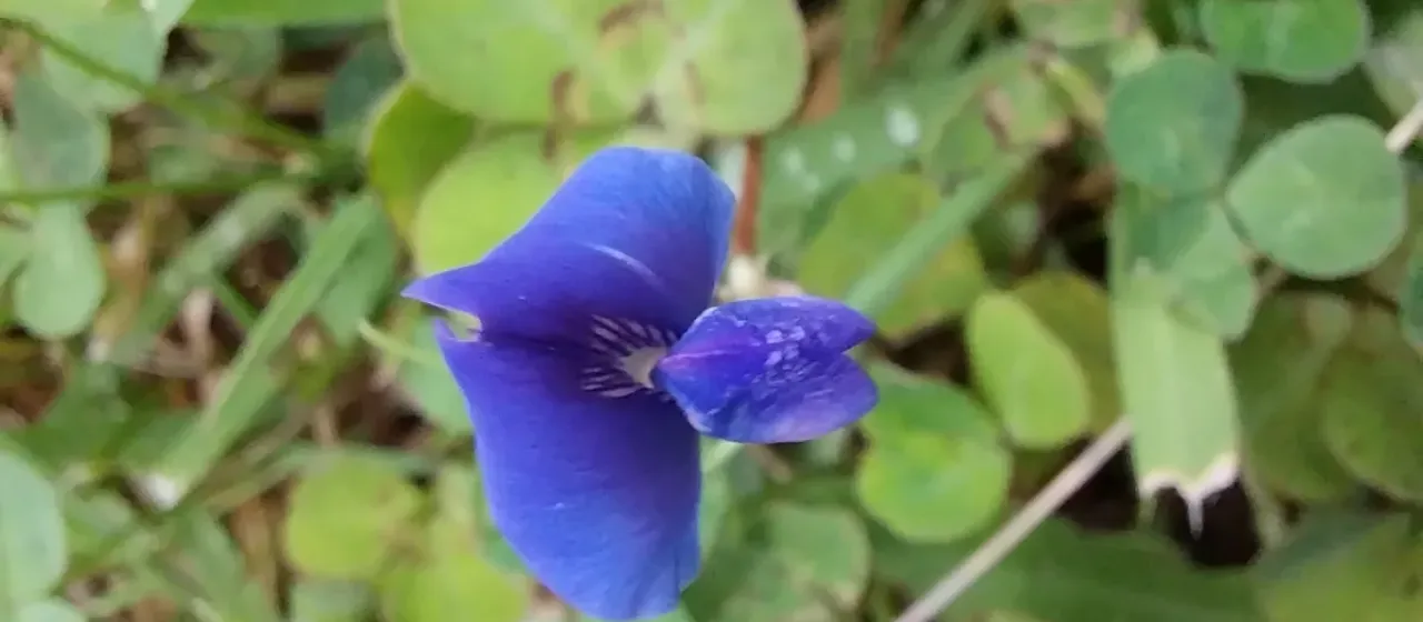 Blue pea flower