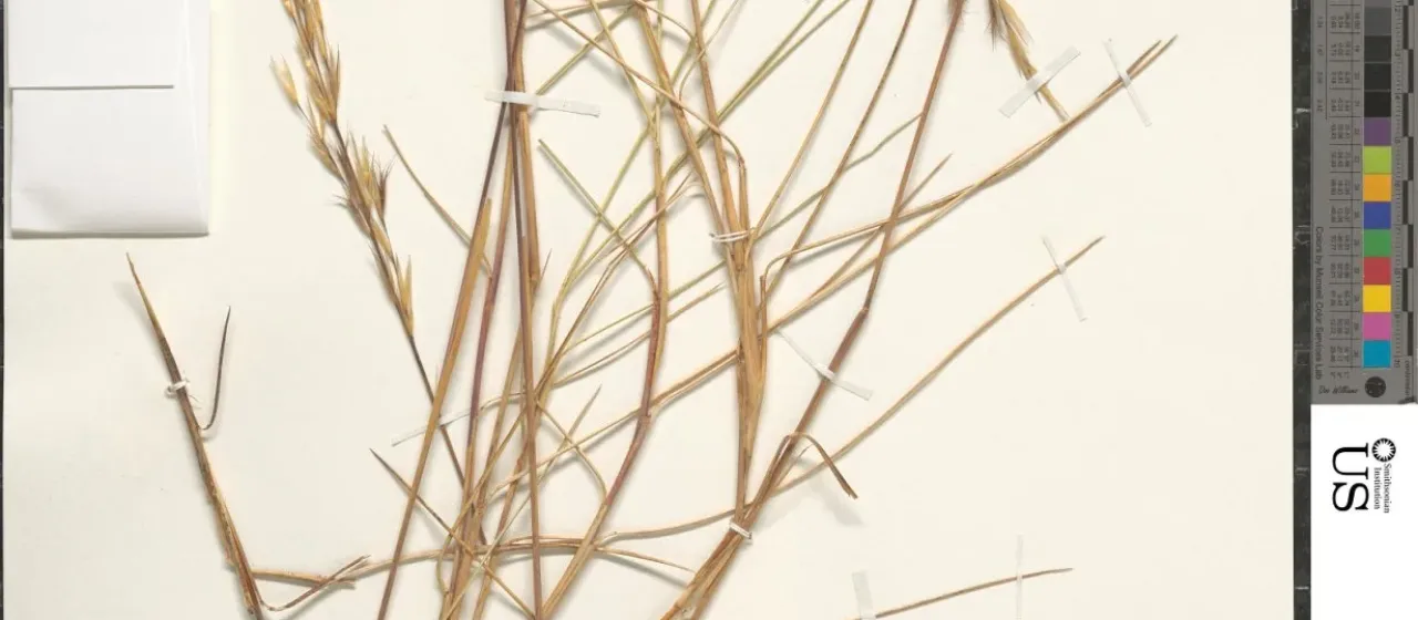 Triodia schinzii