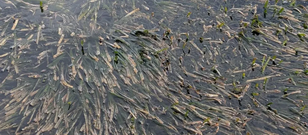 Posidonia oceanica