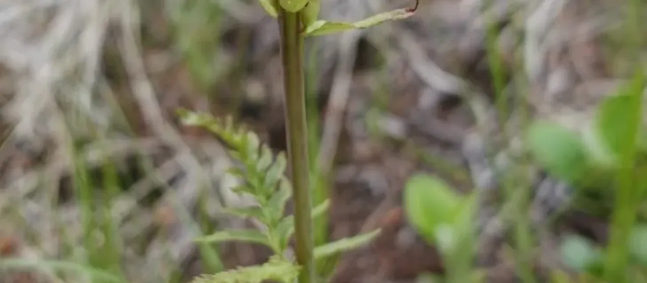 Bracted lousewort