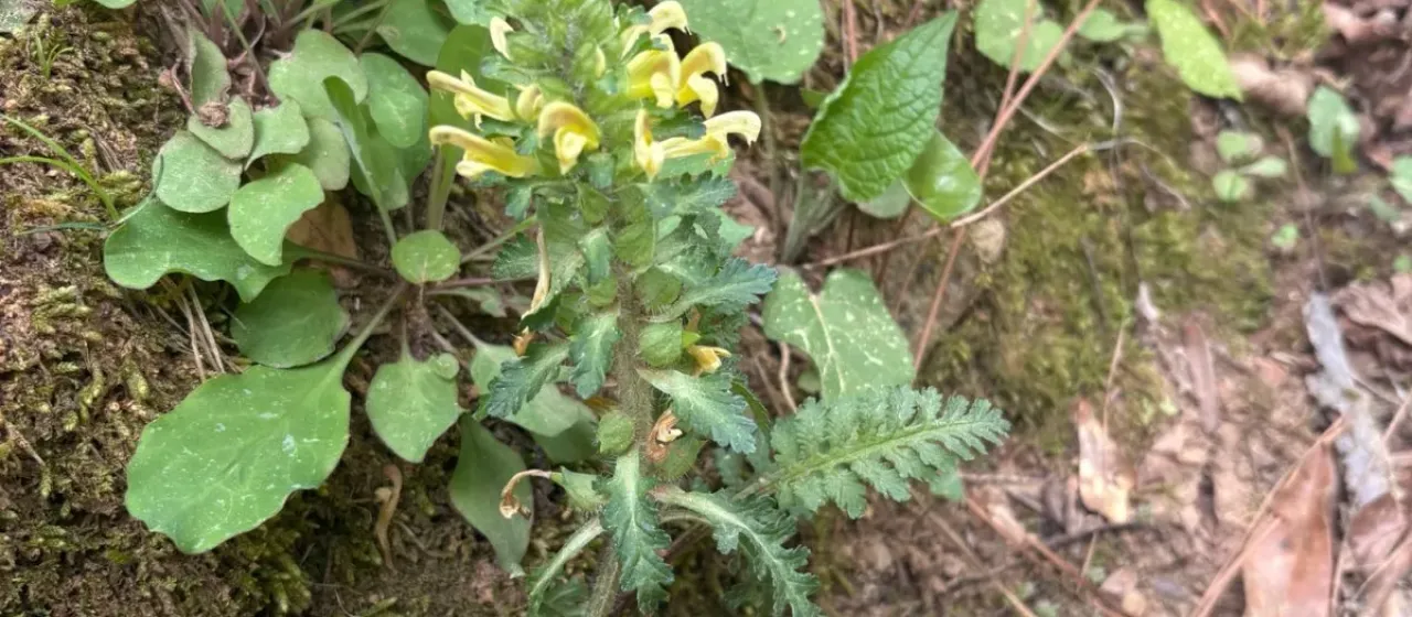 Canadian lousewort