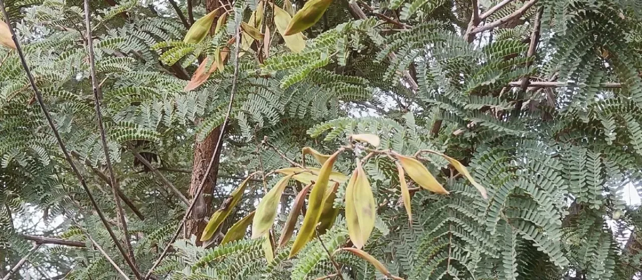 African wattle