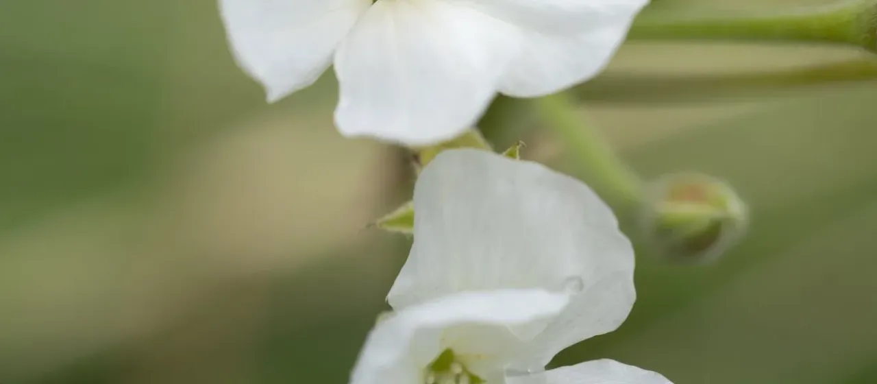 Pelargonium luridum