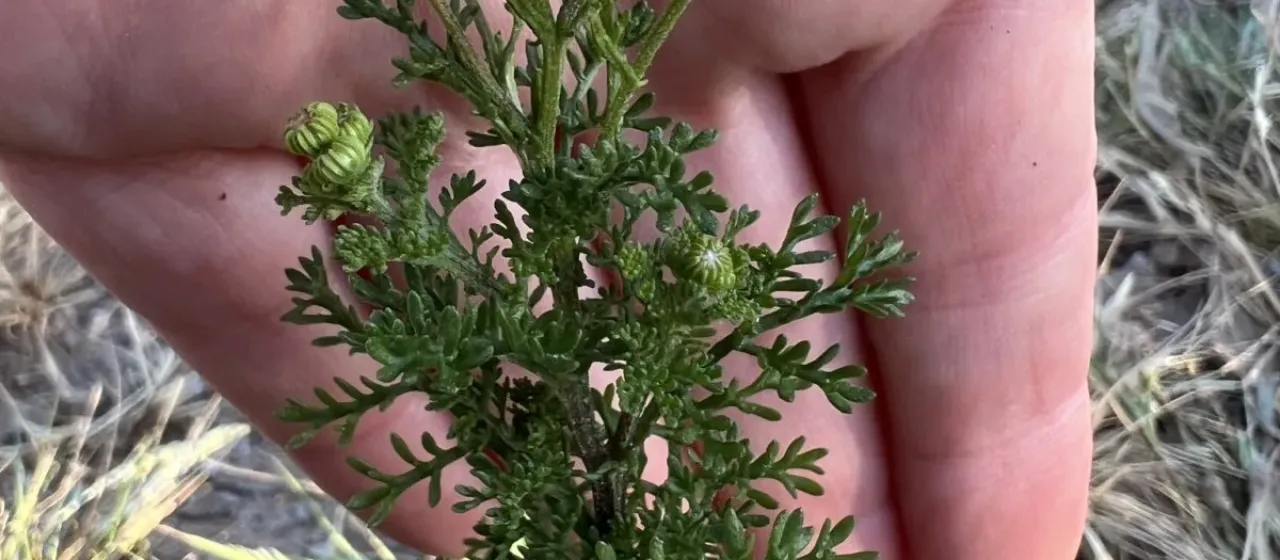 Pentzia pilulifera