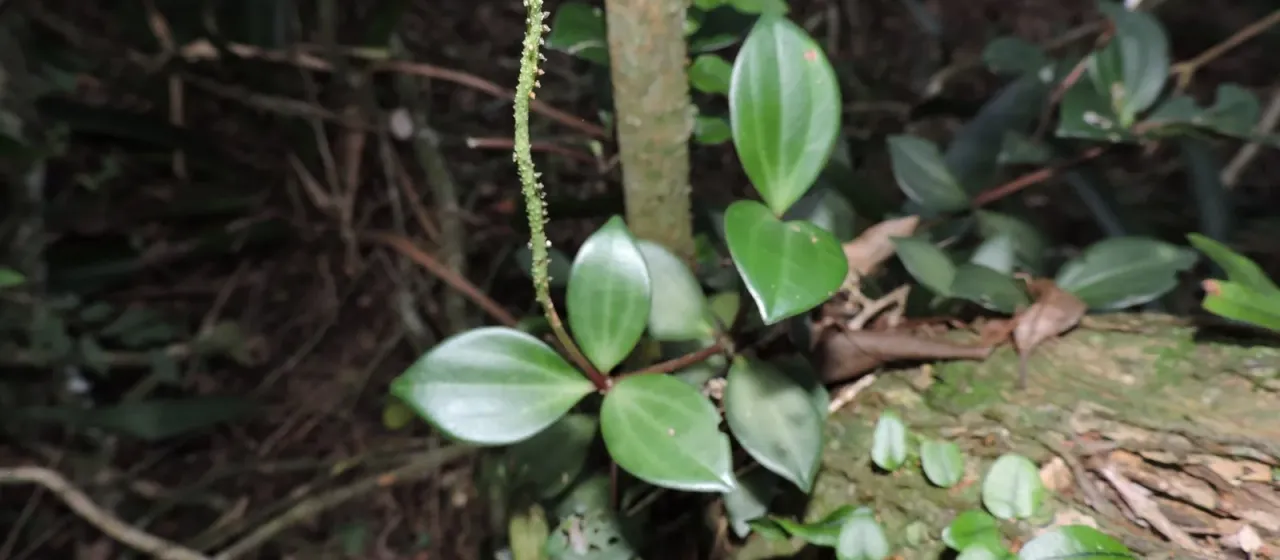 Peperomia pereskiifolia