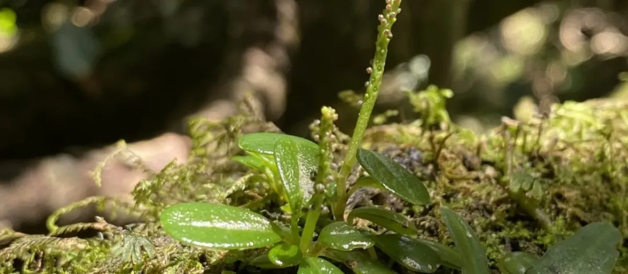 Peperomia retusa