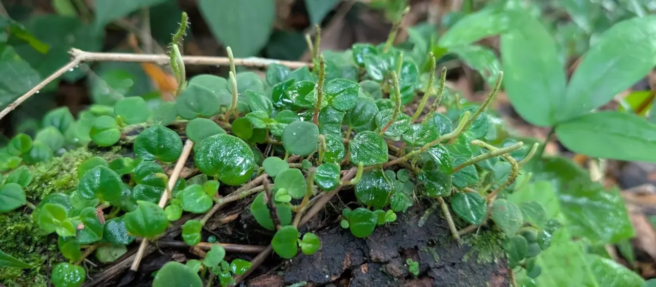 Peperomia serpens