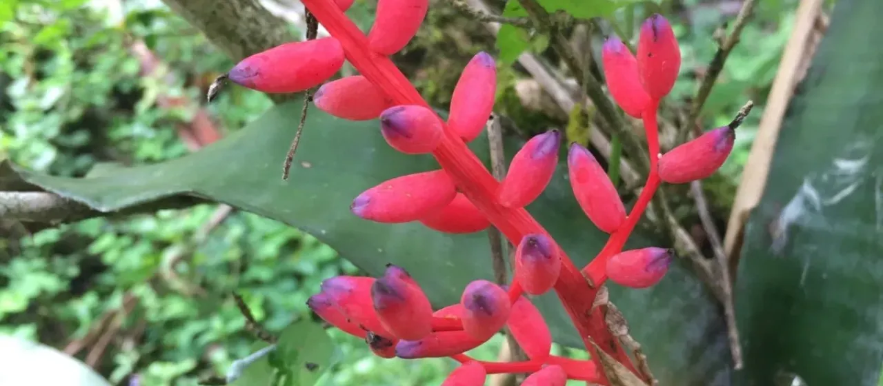 Coralberry (Aechmea fulgens)