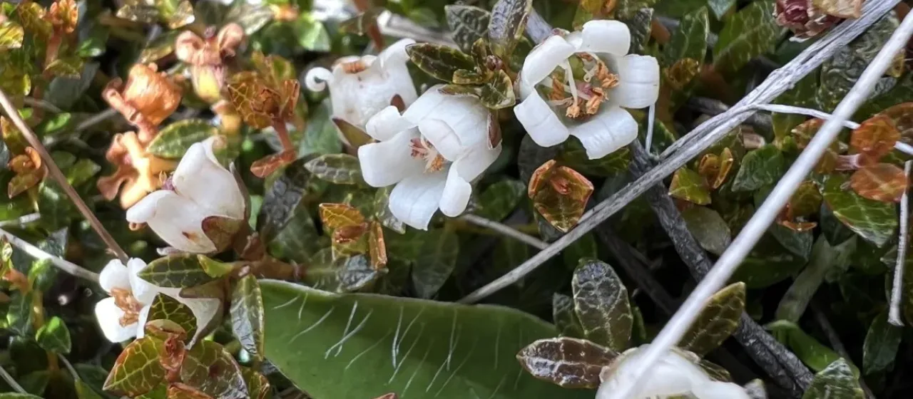 Pernettya nana