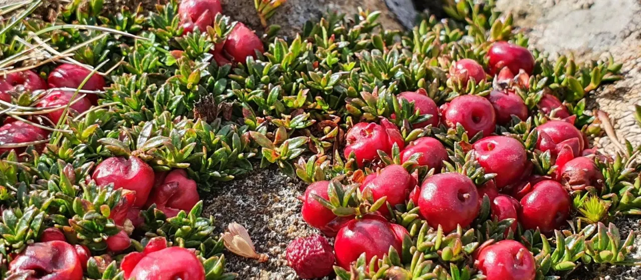 Pernettya tasmanica