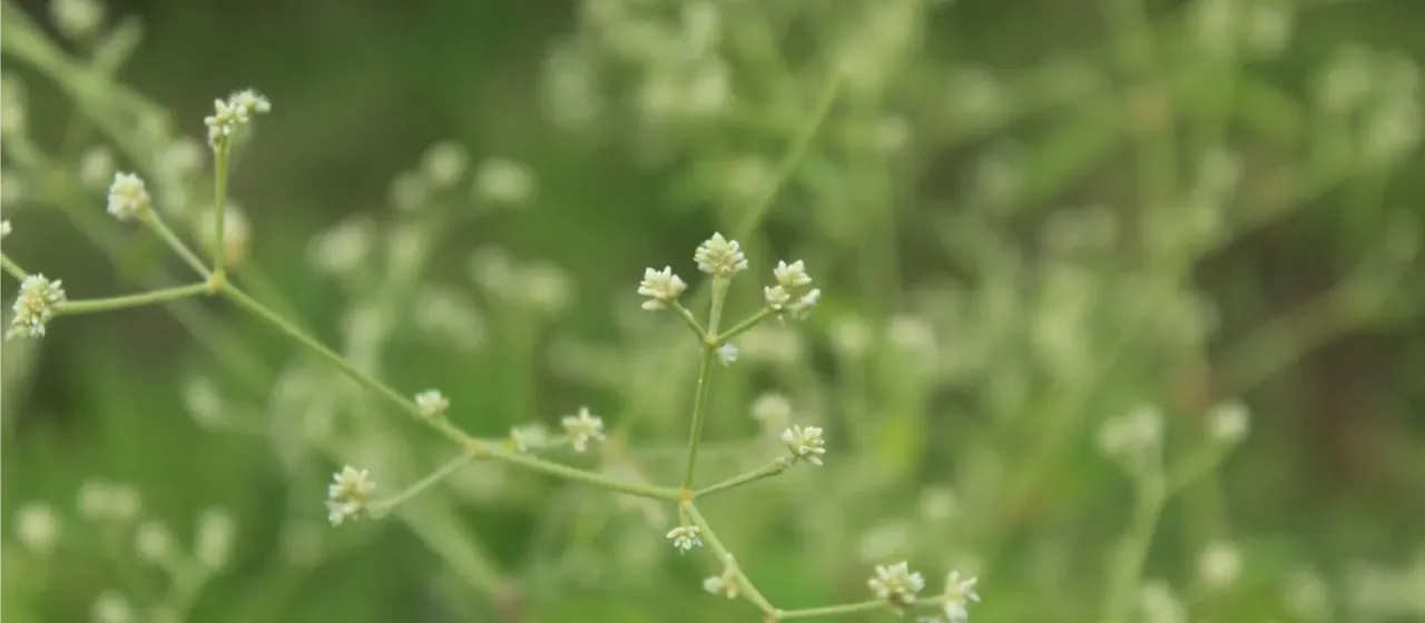 Pfaffia iresinoides