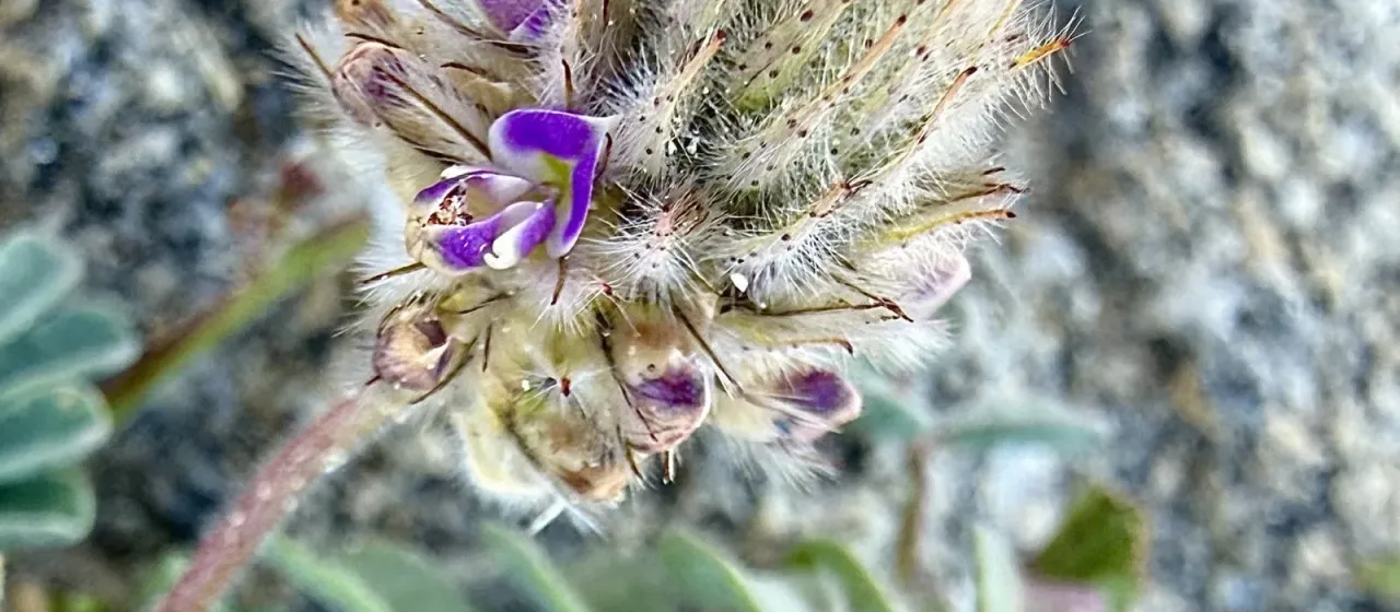 Dalea